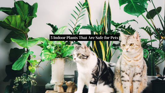 Indoor Plants That Are Safe for Pet