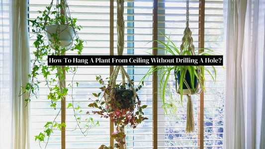hanging plants from ceiling