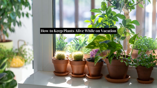 Houseplant Care Guide