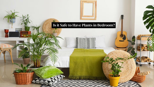 Is it Safe to Have Plants in the Bedroom?